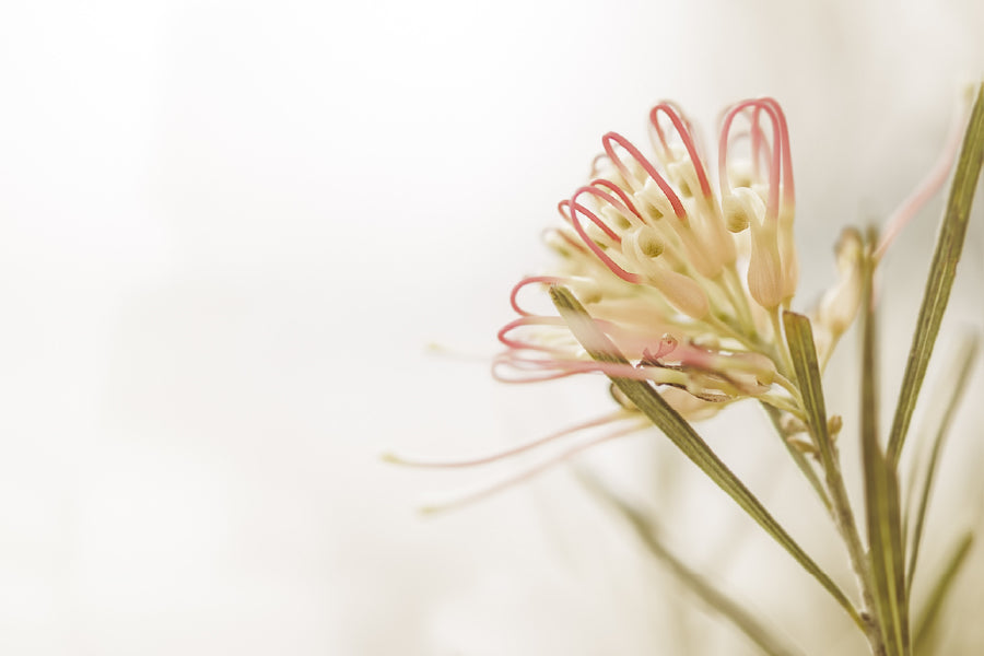 Australian Grevillea Flower View Photograph Print 100% Australian Made