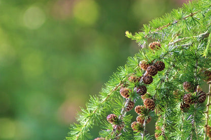 Cones Larch Tree Branch Photograph Print 100% Australian Made