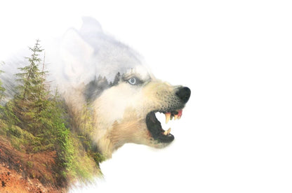 Wolf Face & Forest Design Home Decor Premium Quality Poster Print Choose Your Sizes