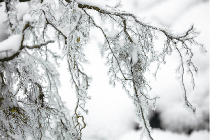 Snow Covered Tree B&W Photograph Print 100% Australian Made