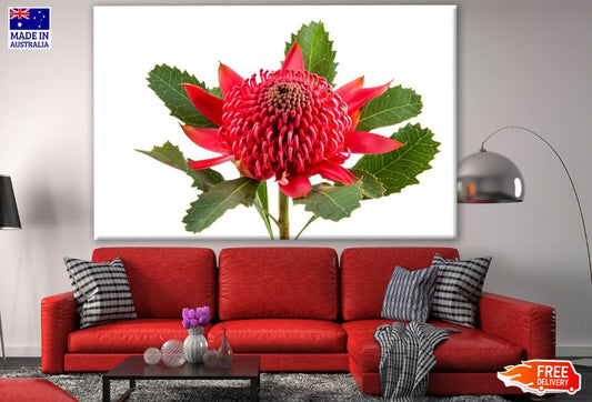 Australian Native Red Waratah Flower Closeup Photograph Print 100% Australian Made