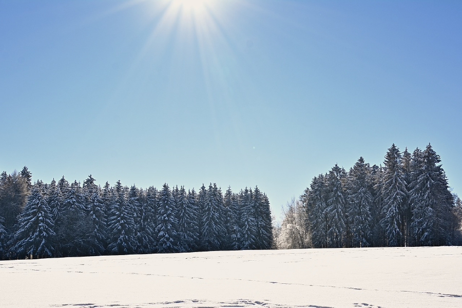 Snow Covered Pine Tree Forest Photograph Print 100% Australian Made