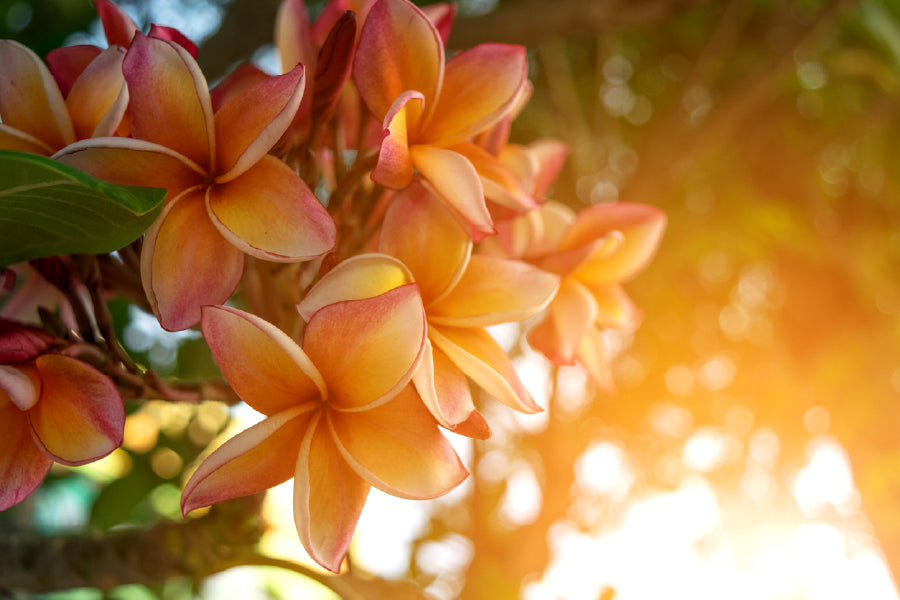 Yellow Plumeria Flowers Sunset View Photograph Print 100% Australian Made