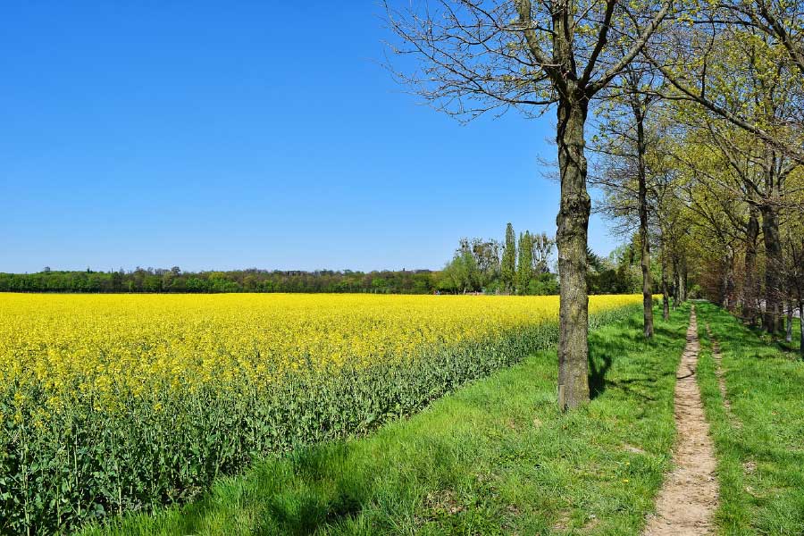 Yellow Flower Field & Trees Row Photograph Print 100% Australian Made