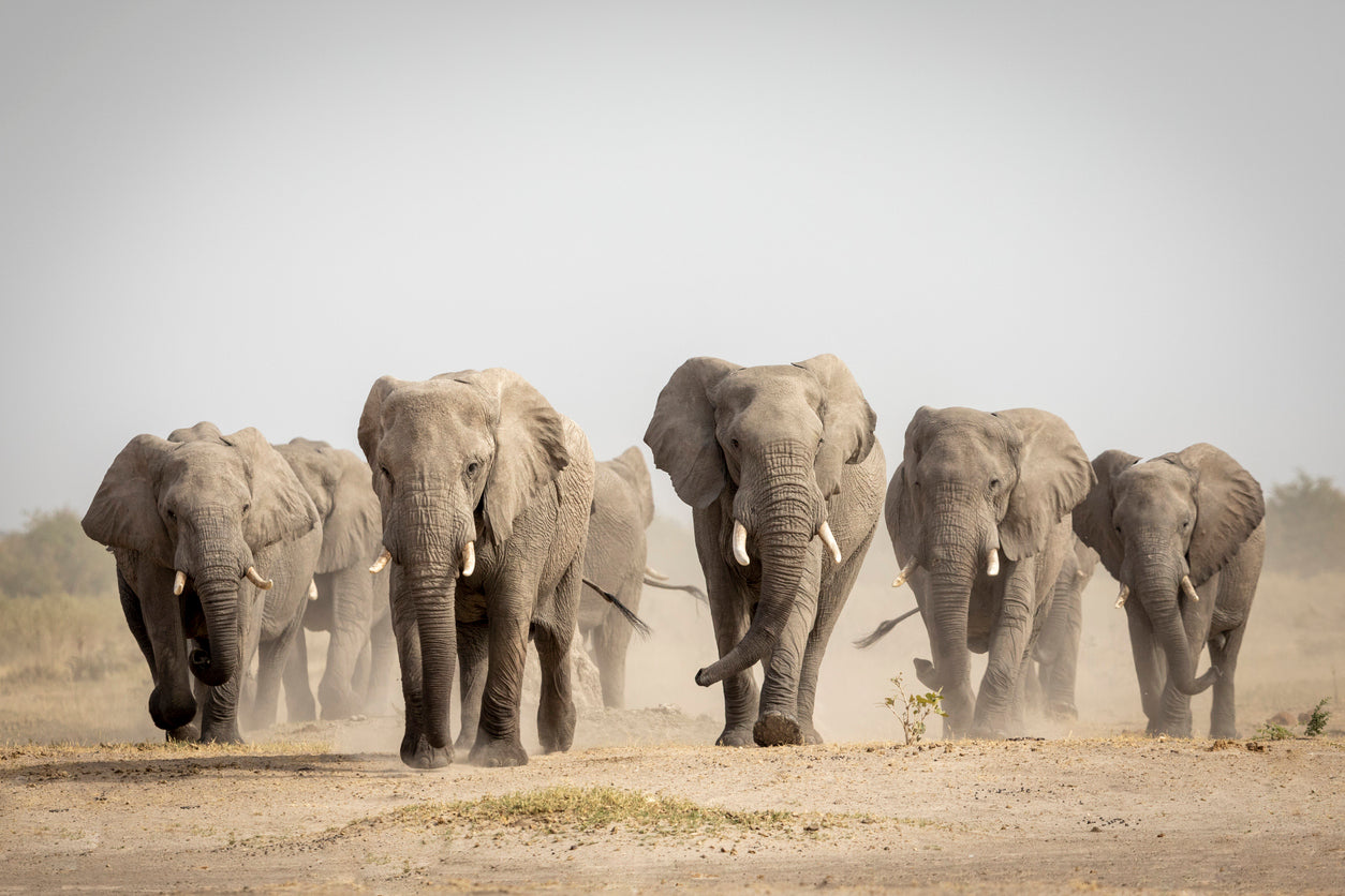 Elephants Walking on Dusty Road Photograph Print 100% Australian Made