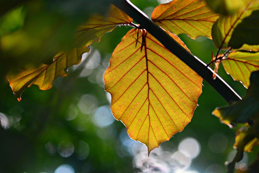 Autumn Leaf Photograph Print 100% Australian Made