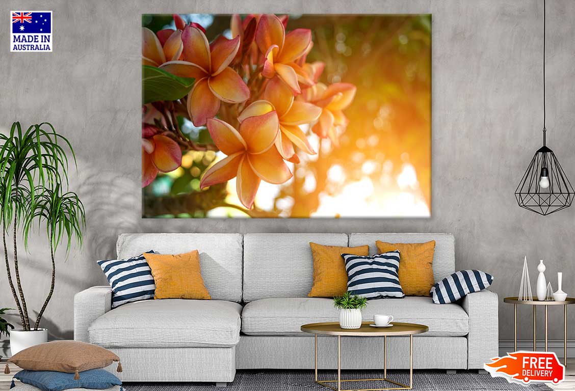 Yellow Plumeria Flowers Sunset View Photograph Print 100% Australian Made