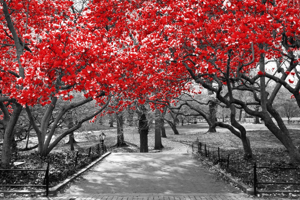 B&W Trees with Red Leaves Photograph Print 100% Australian Made