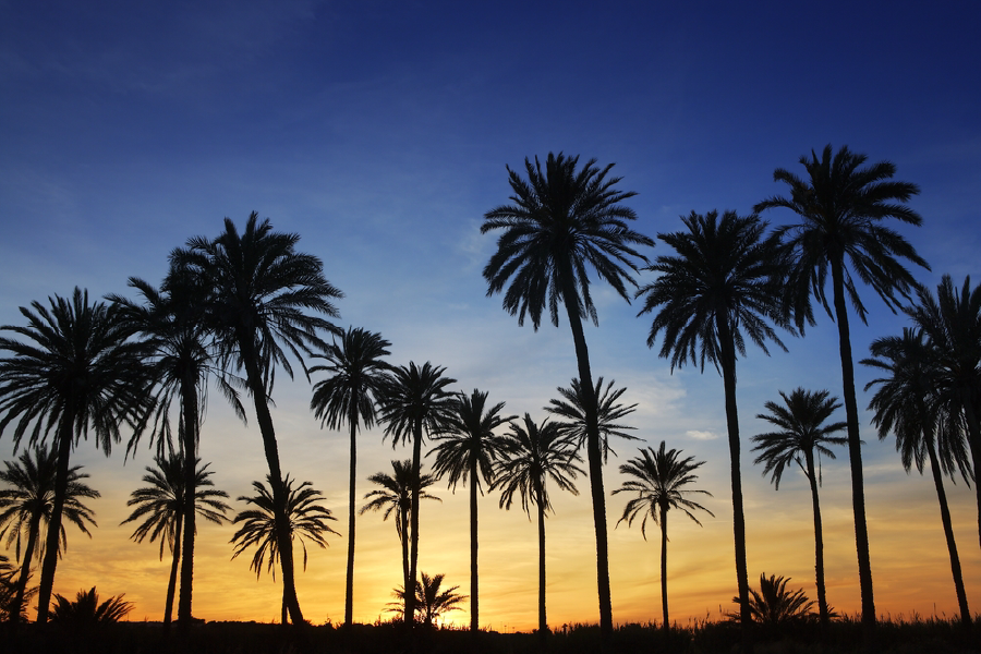 Palm Trees Sunset Scenery Photograph Print 100% Australian Made