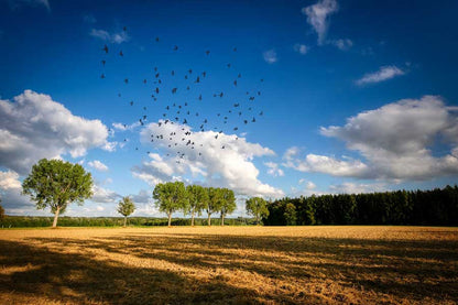 Tree Row & Birds Flying Photograph Print 100% Australian Made