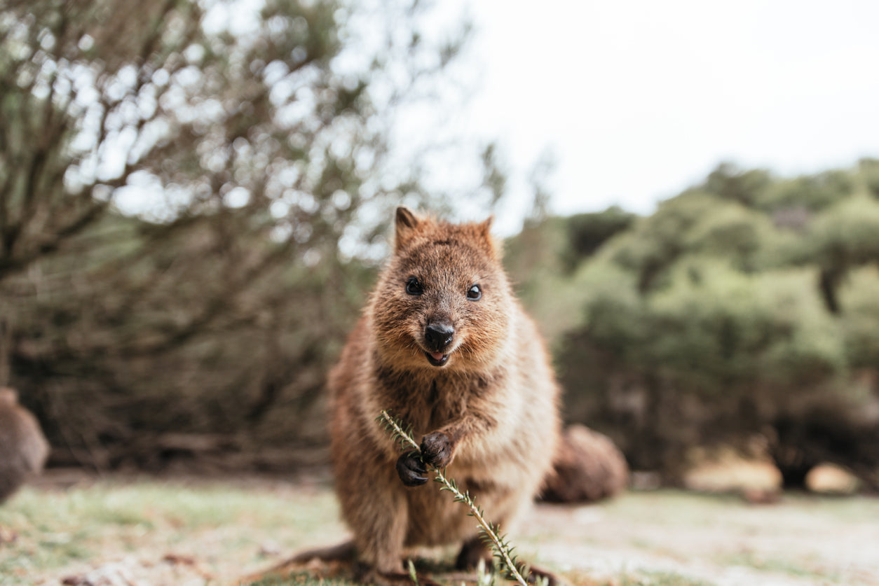 Quokka Animal Closeup View Photograph Print 100% Australian Made