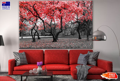 B&W Trees with Red Leaves Photograph Print 100% Australian Made