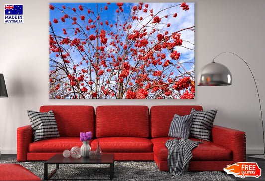 Winter Red Berries Tree Photograph Print 100% Australian Made