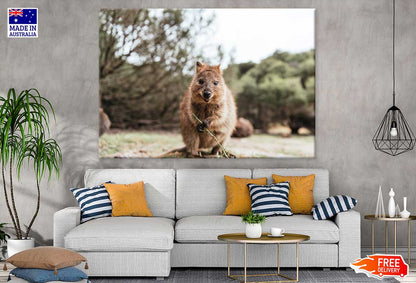 Quokka Animal Closeup View Photograph Print 100% Australian Made