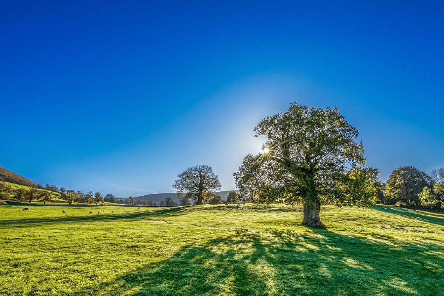 Trees on a Meadow and Blue Sky Photograph Print 100% Australian Made