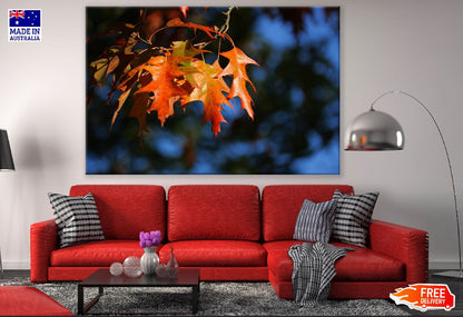 Orange Leaves on Autumn Tree Photograph Print 100% Australian Made