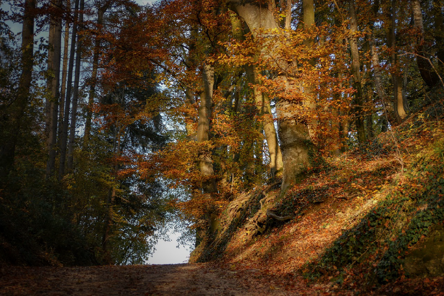 Autumn Forest Photograph Print 100% Australian Made