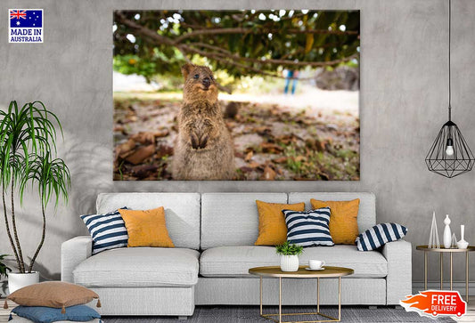 Quokka Animal Closeup Photograph Print 100% Australian Made