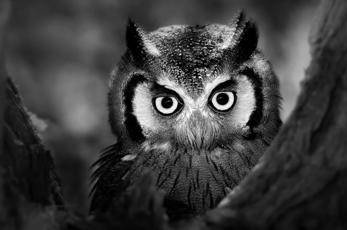 Owl Portrait B&W Photograph Home Decor Premium Quality Poster Print Choose Your Sizes