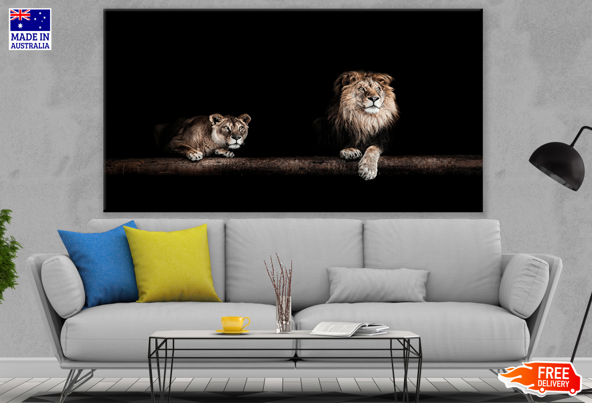 Lion Couple laying on Ground Print 100% Australian Made