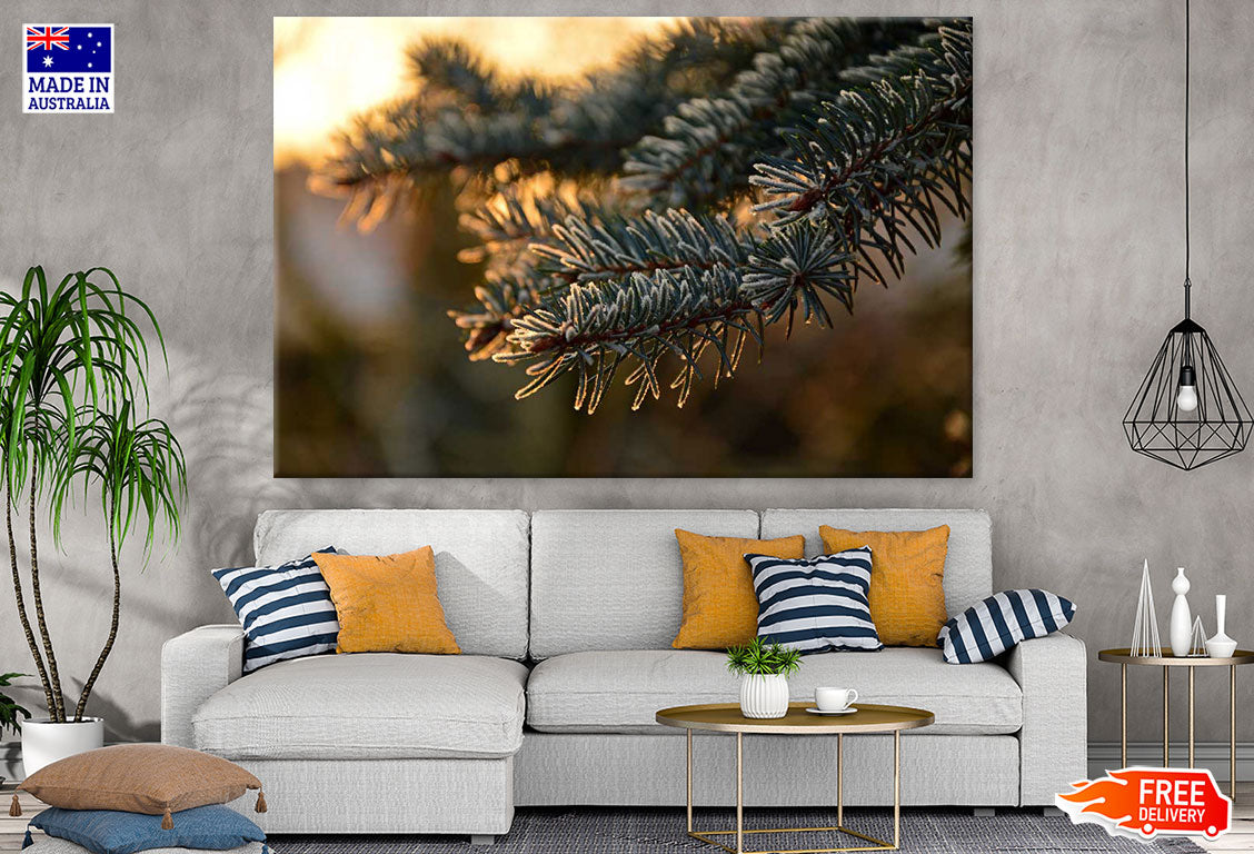 Pine Branch Closeup Photograph Print 100% Australian Made