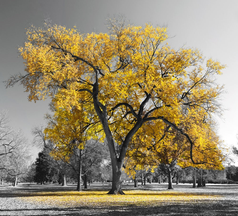 B&W Trees with Yellow Leaves Photograph Print 100% Australian Made