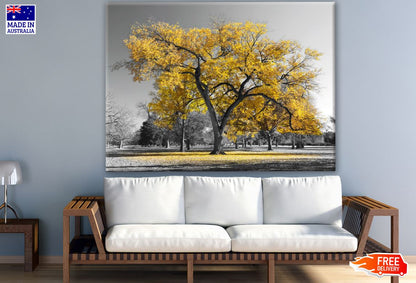 B&W Trees with Yellow Leaves Photograph Print 100% Australian Made