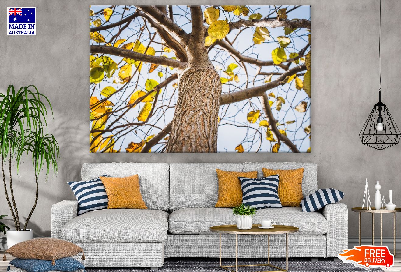 Yellow Autumn Tree Branches View Photograph Print 100% Australian Made