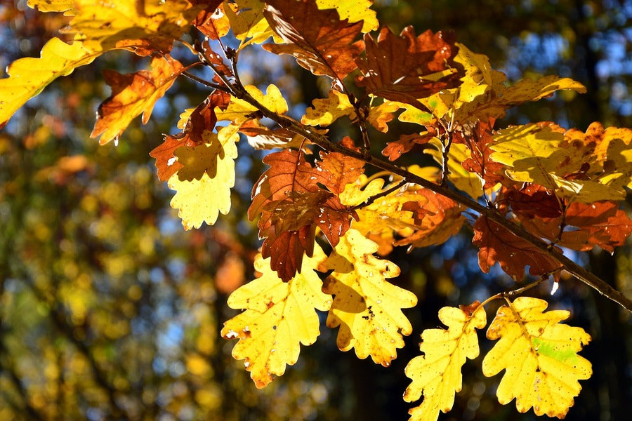 Yellow Autumn Leaves Tree Branch Photograph Print 100% Australian Made