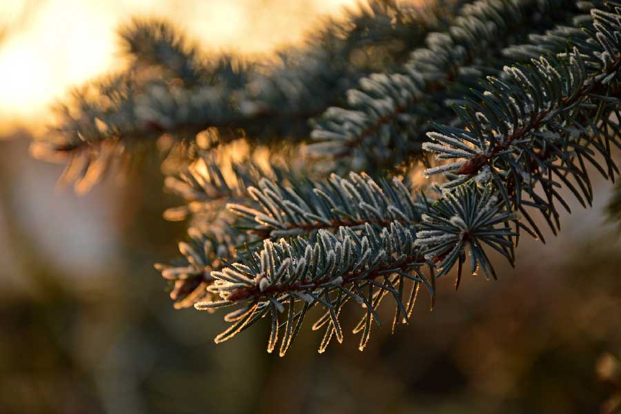 Pine Branch Closeup Photograph Print 100% Australian Made