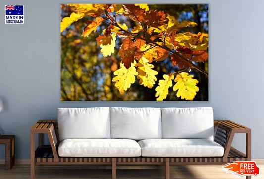 Yellow Autumn Leaves Tree Branch Photograph Print 100% Australian Made