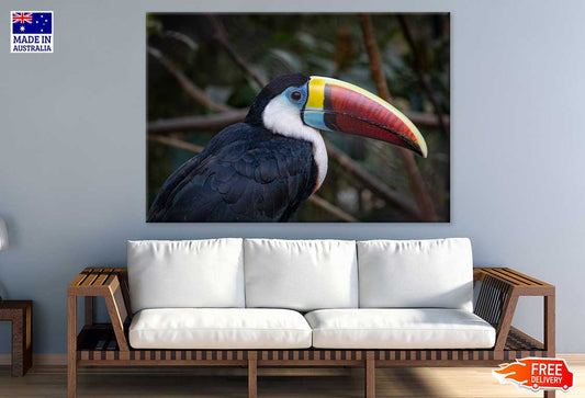 Toucans Bird Closeup Photograph Print 100% Australian Made