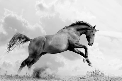 Running Horse B&W Photograph Home Decor Premium Quality Poster Print Choose Your Sizes