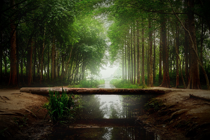 Tree Trunk Bridge in Dark Misty Forest Photograph Print 100% Australian Made