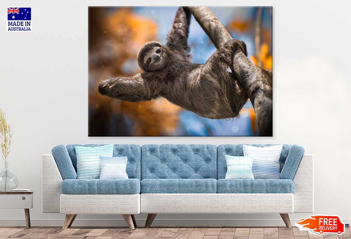 Costa Rica Sloth on Tree Branch Photograph Print 100% Australian Made