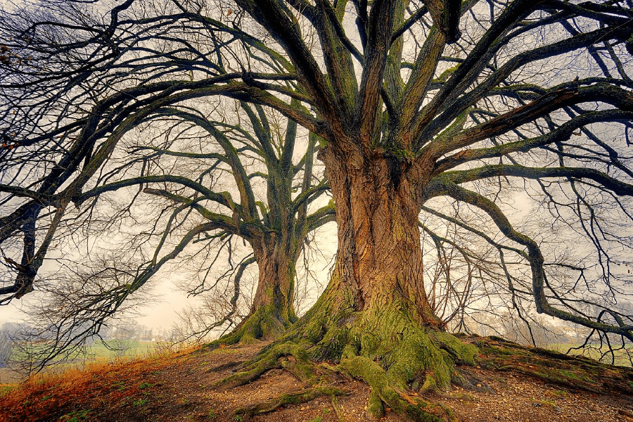 Old Tree in Winter Photograph Print 100% Australian Made