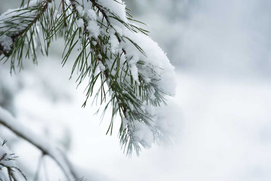 Pine Branch & Snow Closeup Photograph Print 100% Australian Made