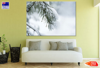 Pine Branch & Snow Closeup Photograph Print 100% Australian Made