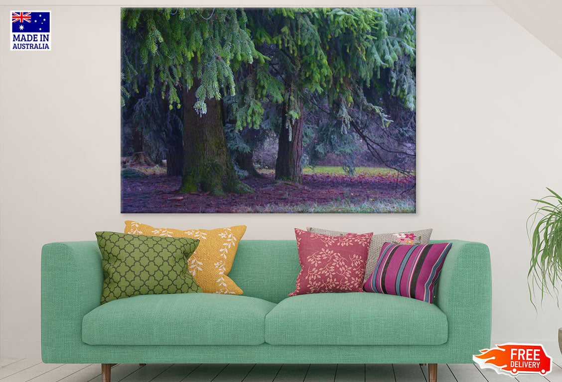 Pine Tree Closeup Photograph Print 100% Australian Made