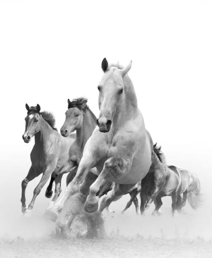 Running Horses B&W Photograph Home Decor Premium Quality Poster Print Choose Your Sizes