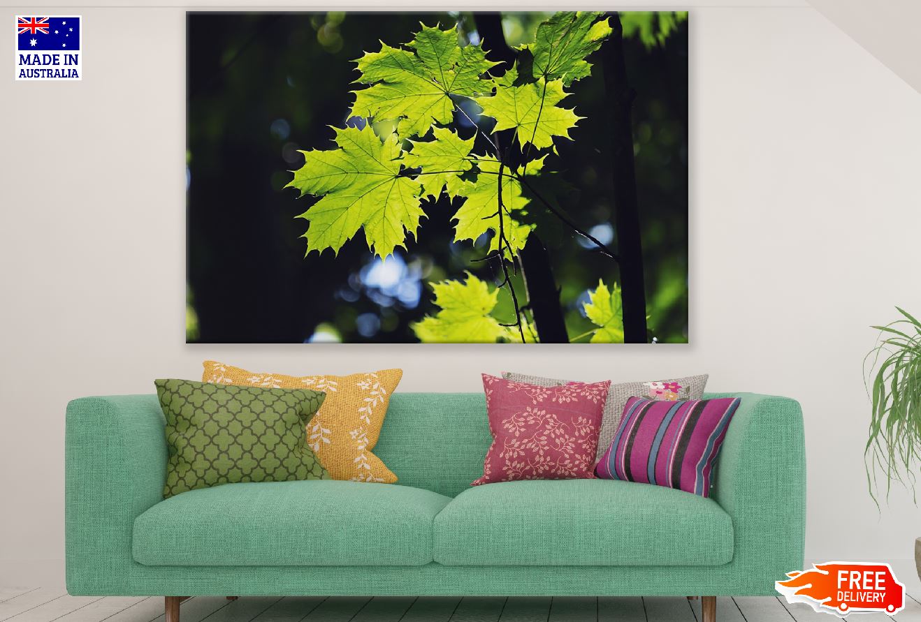 Green Maple Leaf Closeup Photograph Print 100% Australian Made