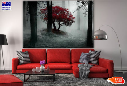 B&W Trees with Red Leaves in a Misty Forest Photograph Print 100% Australian Made