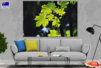 Green Maple Leaf Closeup Photograph Print 100% Australian Made