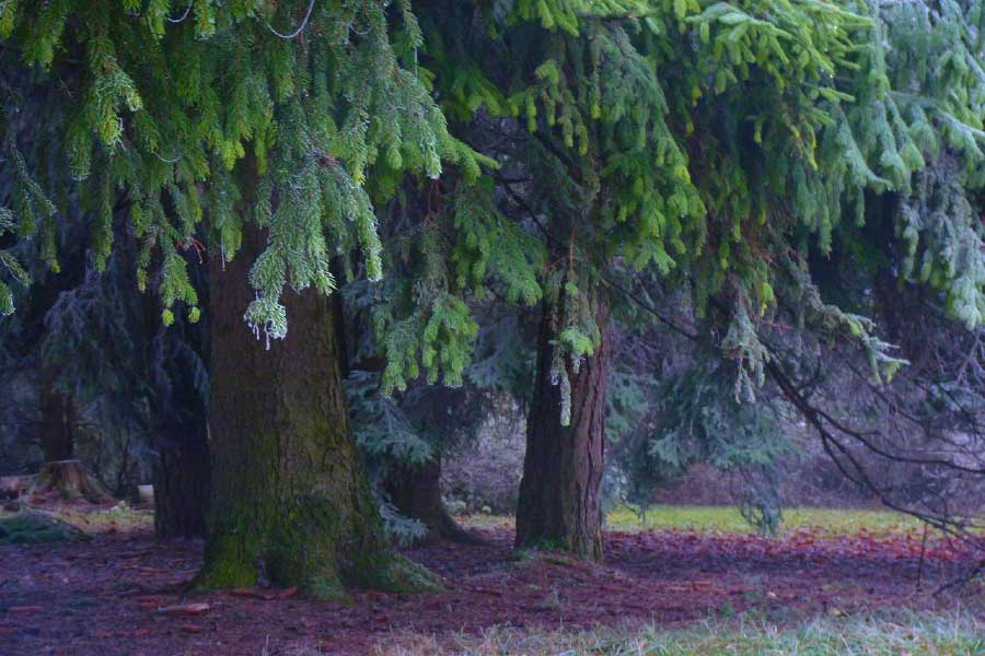 Pine Tree Closeup Photograph Print 100% Australian Made