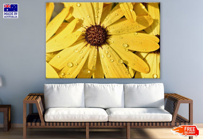 Yellow Gerbera Daisy with Water Drops Photograph Print 100% Australian Made