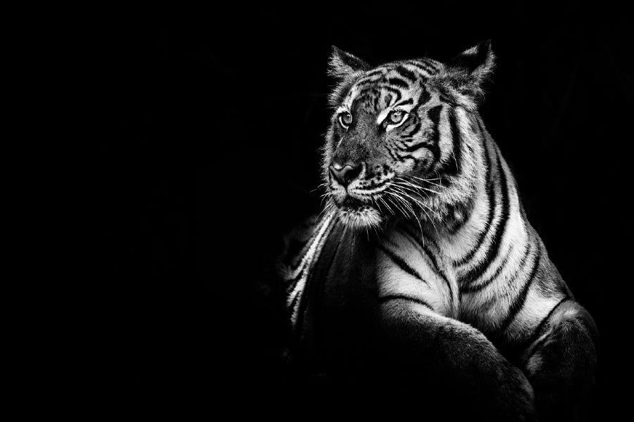 Tiger on Dark B&W Photograph Print 100% Australian Made