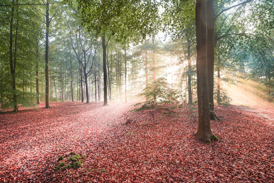 Autumn Leaves Filled Ground & Trees Photograph Print 100% Australian Made