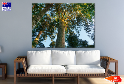 Trees & Sky View Photograph Print 100% Australian Made