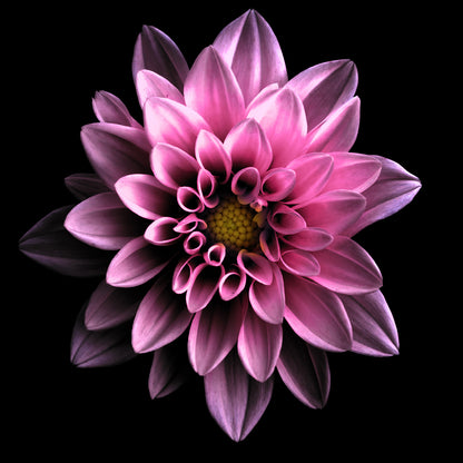 Square Canvas Dark Pink Dahlia on Dark View Photograph High Quality Print 100% Australian Made