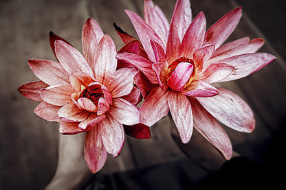 Red Pink Amaryllis Flowers View Photograph Print 100% Australian Made